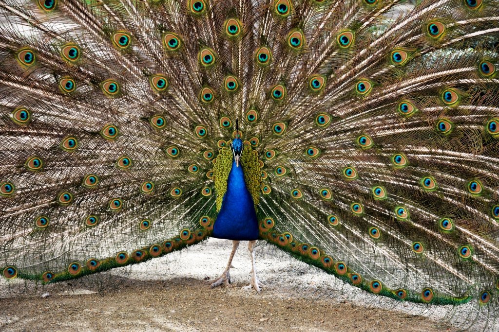 🏞️ 코스 자연공원 (코스 내추럴 파크)